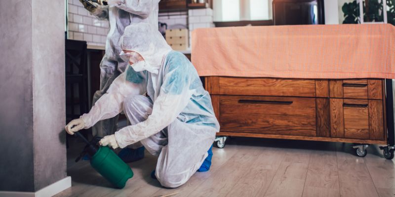 Dedetização em Apartamento Como Funciona em Petrolina: Confira 4 Passos